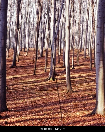 Forest in the Bakony-stock-foto