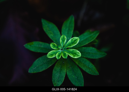 Az erdő legzöldebb levelei.-stock-foto