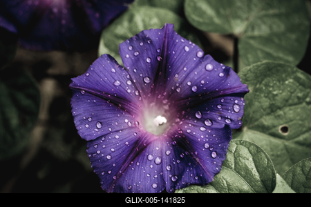 Egy virág eső után.-stock-foto