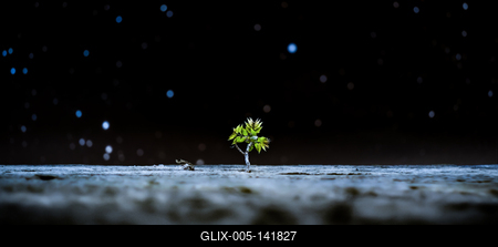 A monostori erőd falai közül előbukkanó kis fa.-stock-foto