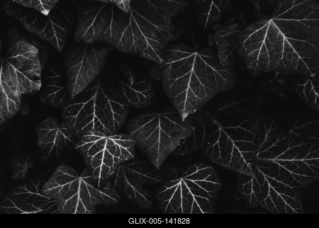 Futónövény leveleinek erezete.-stock-foto