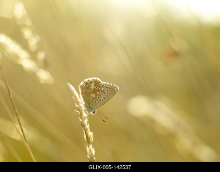 badacsonyi tájkép-stock-foto