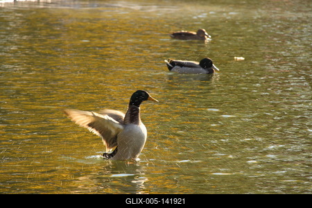 Városligeti tó - kacsák őszi fényben-stock-foto