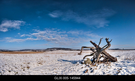 Egy elszáradt fa a Káli-medence közepén-stock-foto