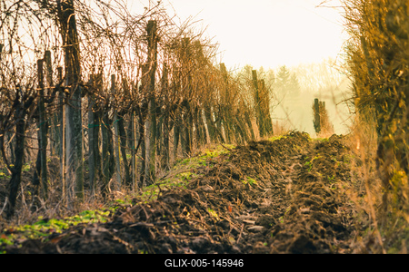 Ősz a szőlősorokban-stock-foto