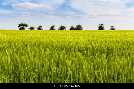 Zöld búzamező-stock-foto