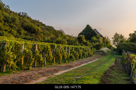 Zöldellő szőlősorok-stock-foto