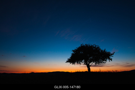 Magányos fa alkonyi fényekkel-stock-foto