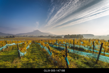 Balaton-felvidéki szőlősorok-stock-foto