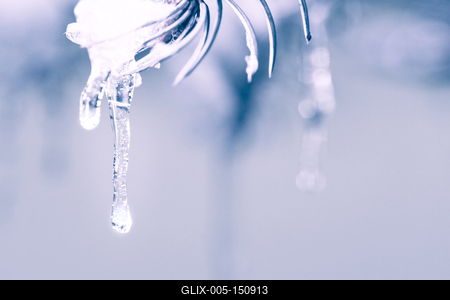 Icicles hanging from a snow-covered pine trees. Cold nuanced colors, winter background-stock-foto