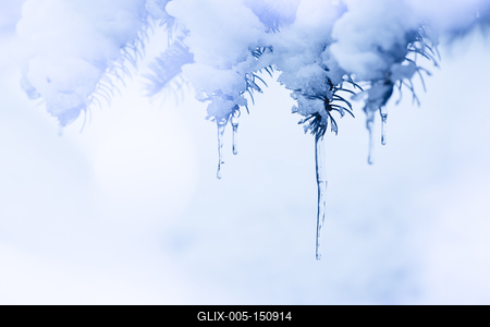 On a snowy pine branch are icicles. Ice blue winter background-stock-foto