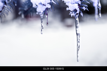 There are icicles on a snowy pine tree. White and pale purple, winter background-stock-foto