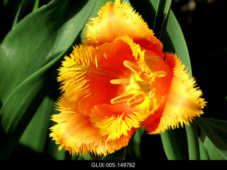 Tulipán.-stock-foto