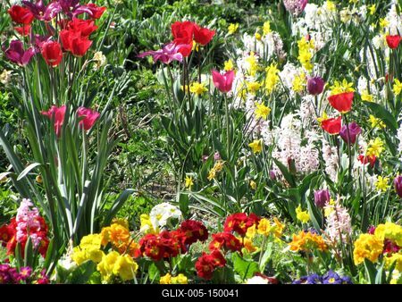 A tavasz virágai Párizsban-stock-foto
