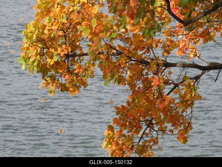 Margitszigeti õsz - Dunába hulló falevél-stock-foto