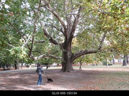 Platánfa matuzsálem a Margitszigeten-stock-foto