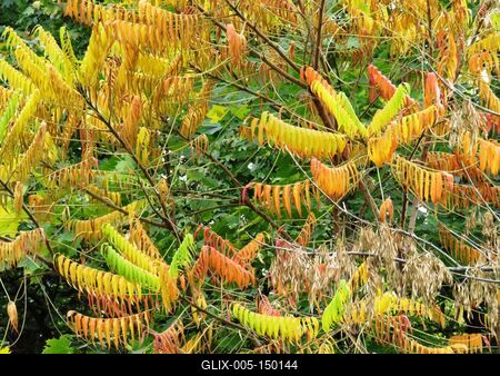 Margitszigeti õsz-stock-foto