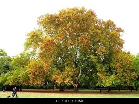 Margitszigeti õsz-stock-foto