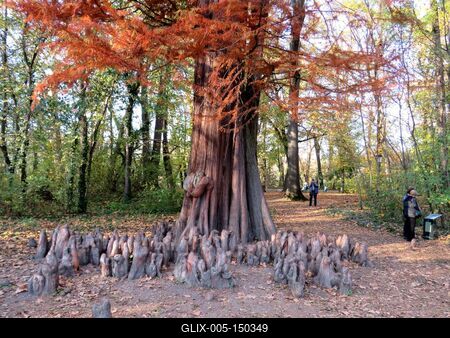 Mamutfenyõ a Brunszvik kastélyparkban-stock-foto