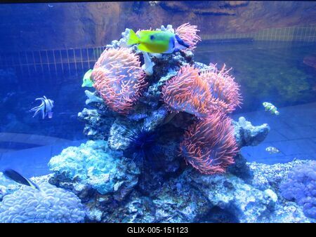 Akvárium-stock-foto