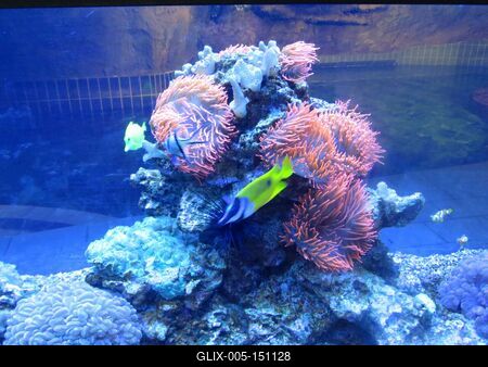 Akvárium-stock-foto