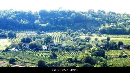 Szekszárd, 2010. szeptember 7.Szekszárdi szõlõsök.-stock-foto