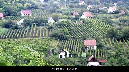 Szekszárd, 2010. szeptember 7.A szekszárdi borvidék szõlõsökkel és présházakkal.-stock-foto