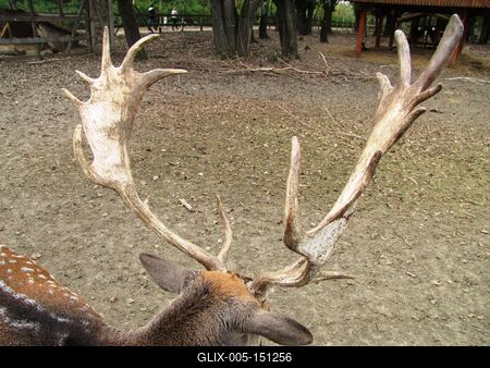 Poroszló, 2016. október 2.Szarvas agancsával a Tisza-tavi Ökocentrumban, Poroszlón.-stock-foto