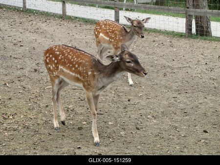 Poroszló, 2016. október 2.Õzikék a Tisza-tavi Ökocentrumban, Poroszlón.-stock-foto
