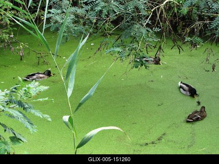 Poroszló, 2 October 2016.Wild-ducks in the boggy of Poroszló Ecocenter near Tisza-tó. (Eastern Hungary.) /Vadkacsák aTisza-tó melletti lápban a poroszlói Ökocentrumnál.-stock-foto