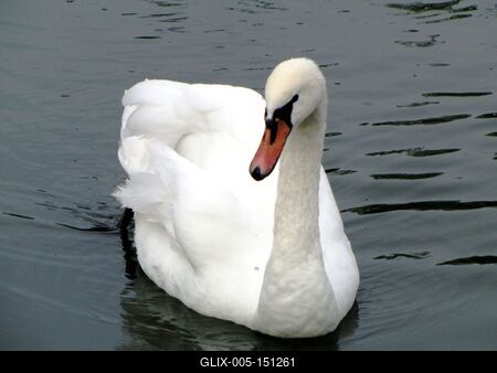 Poroszló, 2016. október 2.Hattyú a Tisza-tavi Ökocentrumban, Poroszlón.-stock-foto