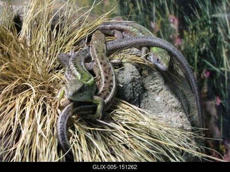 Poroszló, 2016. október 2.Fürgegyíkok (Lacerta agilis) a Tisza-tavi Ökocentrumban, Poroszlón.-stock-foto