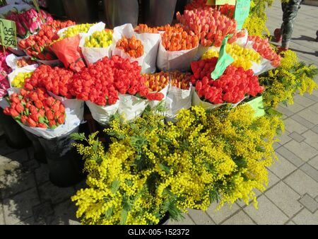 Virágok - Tulipán és mimóza-stock-foto