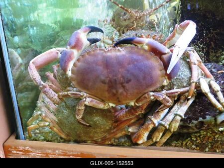 Óriás tengeri pók-stock-foto