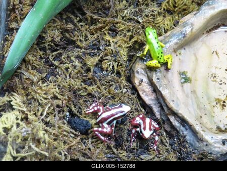 Levelibékák az óceáni akváriumban-stock-foto