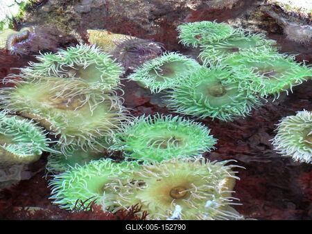Anemóna tengerirózsa-stock-foto
