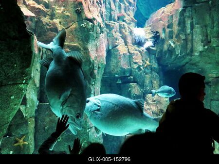 Gyerek int a halnak-stock-foto