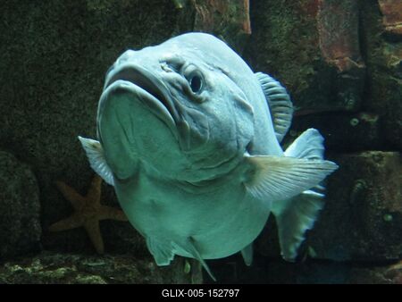 Hal az Óceanáriumban-stock-foto