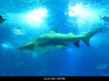 Cápa-stock-foto