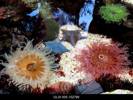 Anemóna tengerirózsák és tengeri csillagok-stock-foto