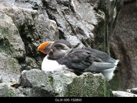 Izlandi tengeri papagáj-stock-foto