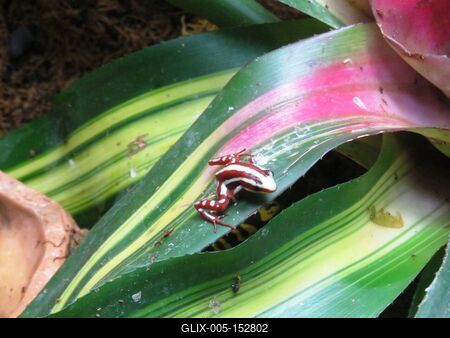 Vörös levelibéka-stock-foto