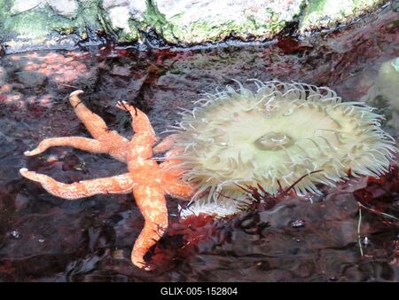 Tengerirózsa és tengeri csillag-stock-foto