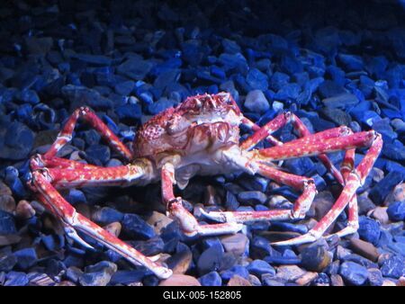 Tengeri óriáspók-stock-foto