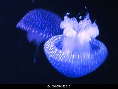 Kéklõ medúzák-stock-foto