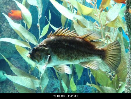 Hal az óceánáriumban-stock-foto