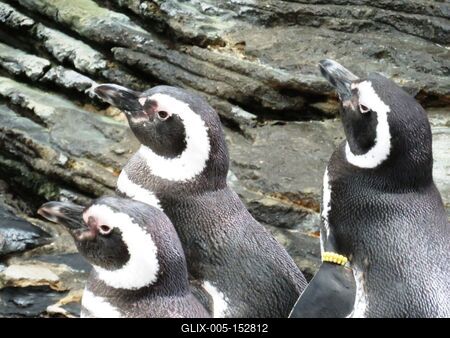 Pingvinek-stock-foto