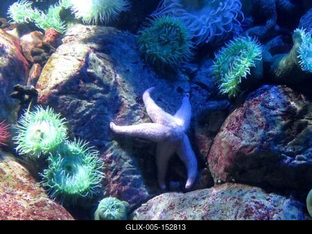 Fehér tengeri csillag anemóna tengerirózsák között-stock-foto