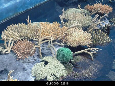 Tengeri korallok-stock-foto