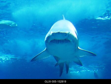 Cápa-stock-foto